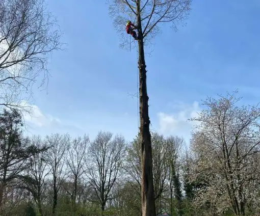 images/0000nieuws/2022/boomverwijderen-wierden/verwijderen-bomen-wierden-hoveniersbedrijf-breda-510x424-0f9