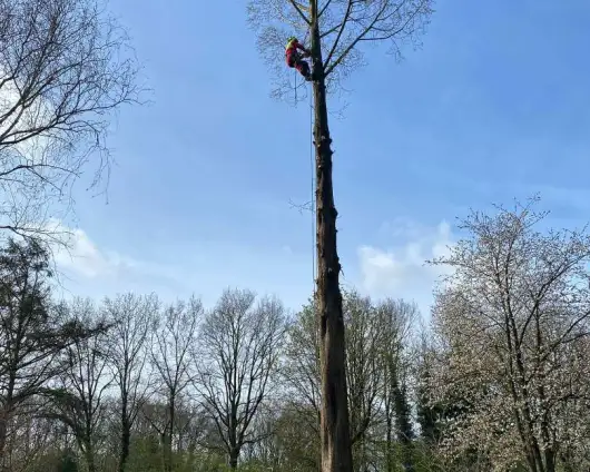 images/0000nieuws/2022/boomverwijderen-wierden/verwijderen-bomen-wierden-hoveniersbedrijf-breda-530x424-d75