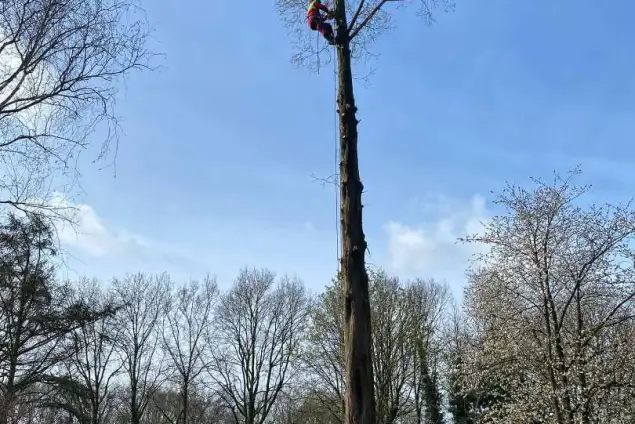 images/0000nieuws/2022/boomverwijderen-wierden/verwijderen-bomen-wierden-hoveniersbedrijf-breda-635x424-5e9