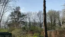 images/0000nieuws/2022/boomverwijderen-wierden/verwijderen-bomen-wierden-hoveniersbedrijf-henglo-210x119-17d