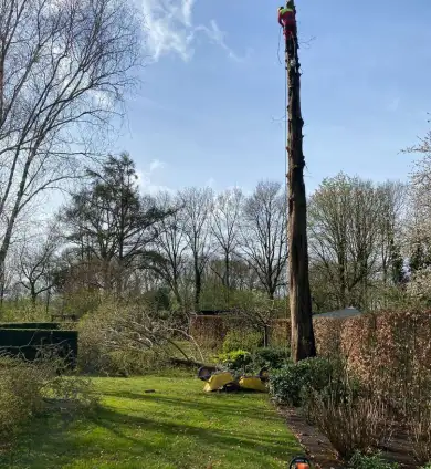 images/0000nieuws/2022/boomverwijderen-wierden/verwijderen-bomen-wierden-hoveniersbedrijf-henglo-390x424-e52