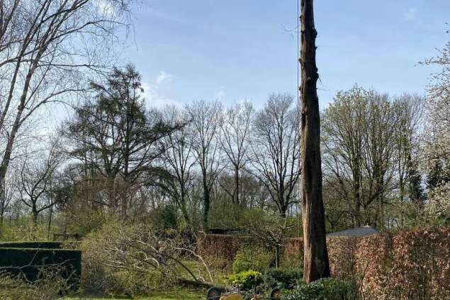 Boom verwijderen Wierden watercipres uit achtertuin 