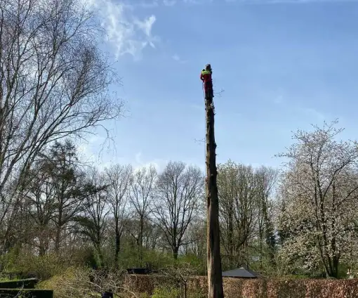 images/0000nieuws/2022/boomverwijderen-wierden/verwijderen-bomen-wierden-hoveniersbedrijf-stobben-frezen-510x424-fcd
