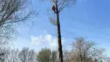 images/0000nieuws/2022/boomverwijderen-wierden/verwijderen-bomen-wierden-hoveniersbedrijf-stronk-frezen-160x90-372
