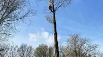 images/0000nieuws/2022/boomverwijderen-wierden/verwijderen-bomen-wierden-hoveniersbedrijf-stronk-frezen-210x118-c5c