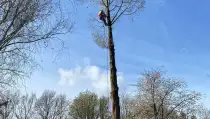 images/0000nieuws/2022/boomverwijderen-wierden/verwijderen-bomen-wierden-hoveniersbedrijf-stronk-frezen-210x119-256