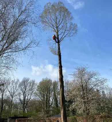 images/0000nieuws/2022/boomverwijderen-wierden/verwijderen-bomen-wierden-hoveniersbedrijf-stronk-frezen-390x424-ee8
