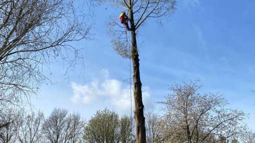 Boom verwijderen Wierden watercipres uit achtertuin 