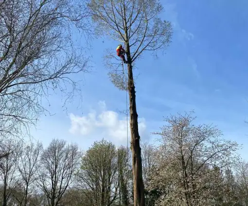 images/0000nieuws/2022/boomverwijderen-wierden/verwijderen-bomen-wierden-hoveniersbedrijf-stronk-frezen-510x424-885