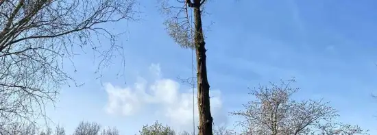 images/0000nieuws/2022/boomverwijderen-wierden/verwijderen-bomen-wierden-hoveniersbedrijf-stronk-frezen-550x197-e59