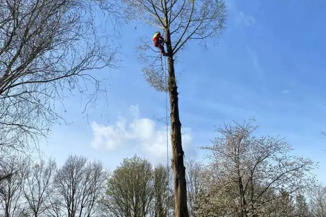 images/0000nieuws/2022/boomverwijderen-wierden/verwijderen-bomen-wierden-hoveniersbedrijf-stronk-frezen-635x424-99e