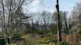 images/0000nieuws/2022/boomverwijderen-wierden/verwijderen-bomen-wierden-hoveniersbedrijf-stronk-uifrezen-met-stronkfrees-160x90-96b