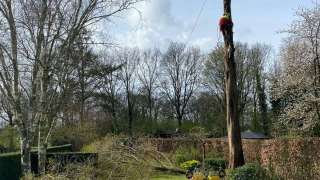 Boom verwijderen Wierden watercipres uit achtertuin 