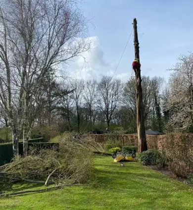 images/0000nieuws/2022/boomverwijderen-wierden/verwijderen-bomen-wierden-hoveniersbedrijf-stronk-uifrezen-met-stronkfrees-390x424-555