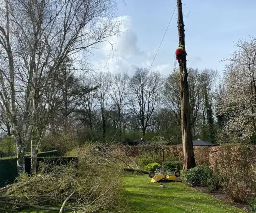 images/0000nieuws/2022/boomverwijderen-wierden/verwijderen-bomen-wierden-hoveniersbedrijf-stronk-uifrezen-met-stronkfrees-510x424-33e