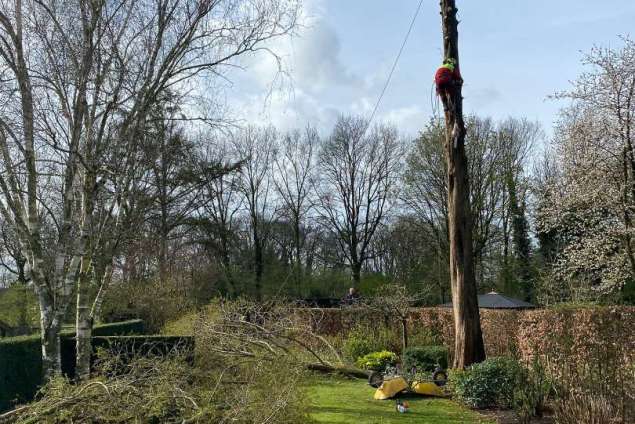 Boom verwijderen Wierden watercipres uit achtertuin 