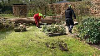 Boom verwijderen Wierden watercipres uit achtertuin 