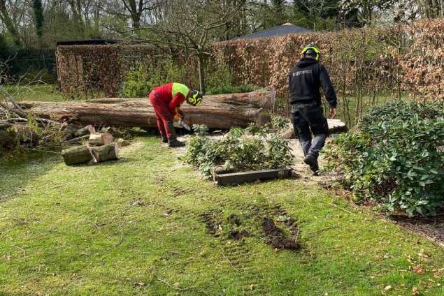 Boom verwijderen Wierden watercipres uit achtertuin 