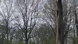 images/0000nieuws/2022/boomverwijderen-wierden/verwijderen-bomen-wierden-hoveniersbedrijf-uiftrezen-van-wortels-257x145-60f
