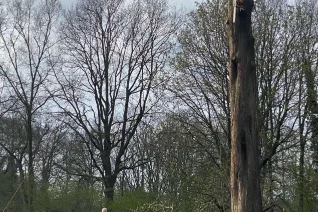 images/0000nieuws/2022/boomverwijderen-wierden/verwijderen-bomen-wierden-hoveniersbedrijf-uiftrezen-van-wortels-635x424-2b1