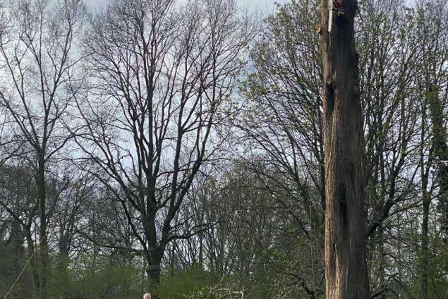 Boom verwijderen Wierden watercipres uit achtertuin 