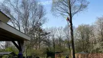 images/0000nieuws/2022/boomverwijderen-wierden/verwijderen-bomen-wierden-hoveniersbedrijf-utrecht-210x119-744
