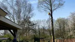 images/0000nieuws/2022/boomverwijderen-wierden/verwijderen-bomen-wierden-hoveniersbedrijf-utrecht-257x145-268
