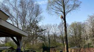 Boom verwijderen Wierden watercipres uit achtertuin 