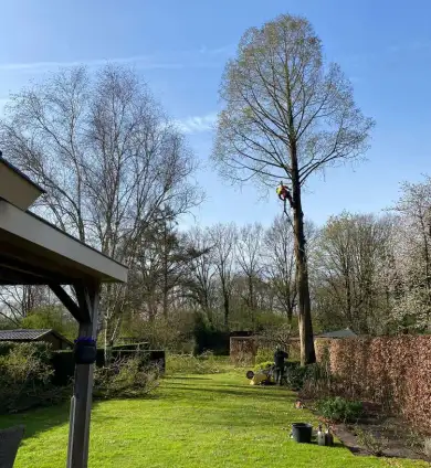 images/0000nieuws/2022/boomverwijderen-wierden/verwijderen-bomen-wierden-hoveniersbedrijf-utrecht-390x424-539