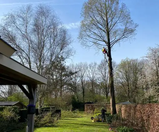 images/0000nieuws/2022/boomverwijderen-wierden/verwijderen-bomen-wierden-hoveniersbedrijf-utrecht-510x424-439