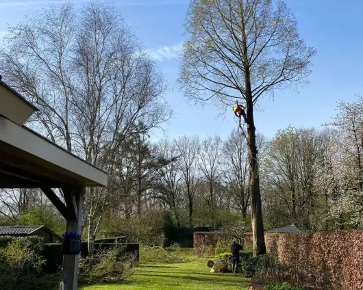 images/0000nieuws/2022/boomverwijderen-wierden/verwijderen-bomen-wierden-hoveniersbedrijf-utrecht-530x424-a02