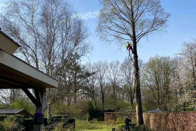 Boom verwijderen Wierden watercipres uit achtertuin 