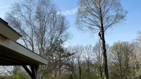 images/0000nieuws/2022/boomverwijderen-wierden/verwijderen-bomen-wierden-hoveniersbedrijf-vegehel-290x163-ed2