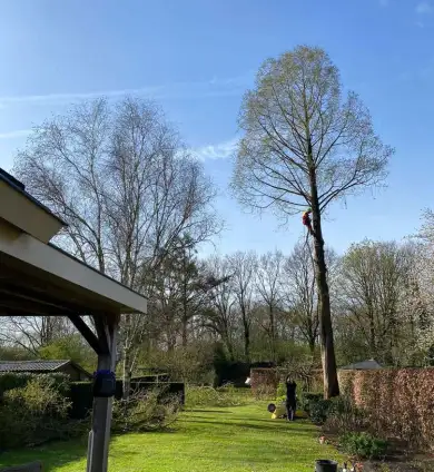 images/0000nieuws/2022/boomverwijderen-wierden/verwijderen-bomen-wierden-hoveniersbedrijf-vegehel-390x424-457