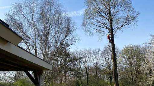 Boom verwijderen Wierden watercipres uit achtertuin 