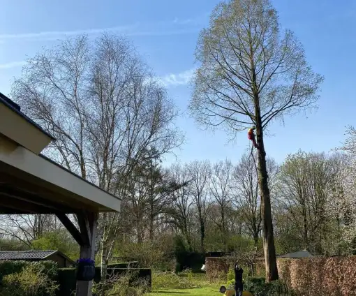 images/0000nieuws/2022/boomverwijderen-wierden/verwijderen-bomen-wierden-hoveniersbedrijf-vegehel-510x424-444