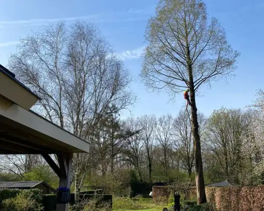 images/0000nieuws/2022/boomverwijderen-wierden/verwijderen-bomen-wierden-hoveniersbedrijf-vegehel-530x424-4f5