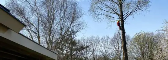 images/0000nieuws/2022/boomverwijderen-wierden/verwijderen-bomen-wierden-hoveniersbedrijf-vegehel-550x197-432