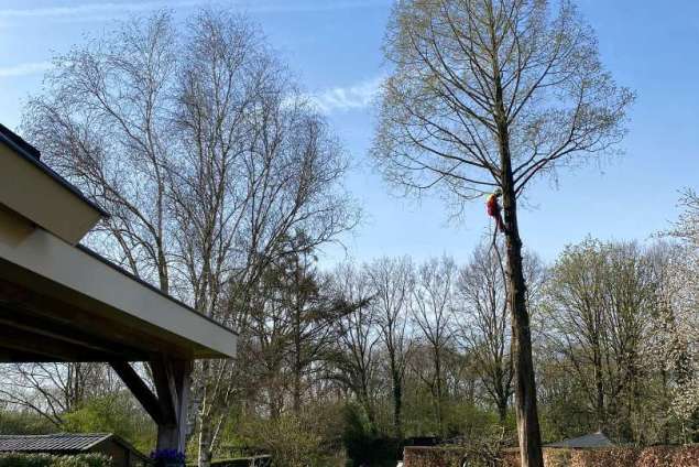 Boom verwijderen Wierden watercipres uit achtertuin 