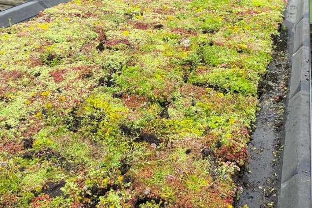 groene daken sedum matten hoe plaatsen 