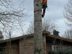 verwijderen van bomen in Kerkrade