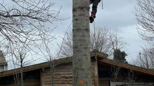 verwijderen van bomen in Kerkrade