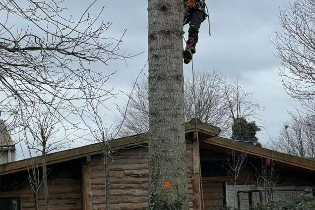 verwijderen van bomen in Kerkrade