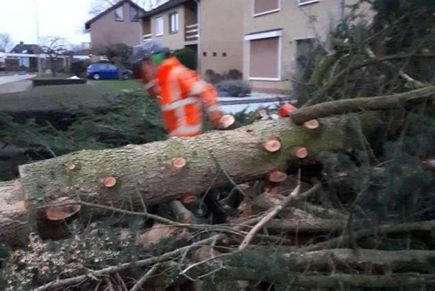 verwijderen van bomen in Eindhoven Mierlo door middel van klimmen en kraanwerk 