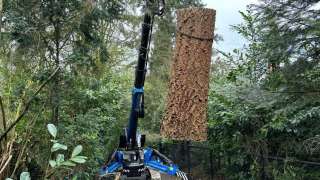 verwijderen bomen Eindhoven stronken weg frezen opruimen bomen in achtertuin