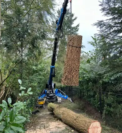 images/0000nieuws/2024/knegsel/verwijderen-bomen-eindhoven-stronken-weg-frezen-opruimen-bomen-in-achtertuin-390x424-2fb