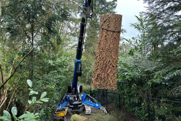 verwijderen bomen Eindhoven stronken weg frezen opruimen bomen in achtertuin