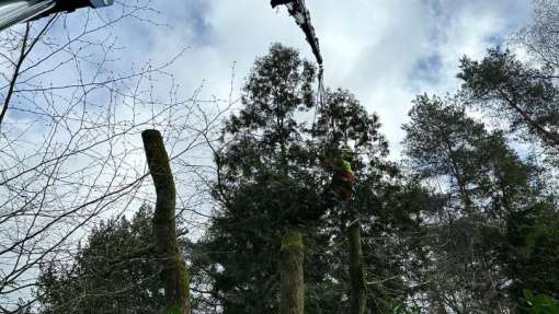 verwijderen bomen Eindhoven stronken weg frezen opruimen bomen in achtertuin