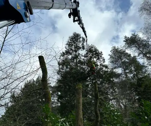 images/0000nieuws/2024/knegsel/verwijderen-bomen-eindhoven-stronken-weg-frezen-opruimen-bomen-in-achtertuin1-510x424-6f4