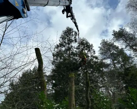 images/0000nieuws/2024/knegsel/verwijderen-bomen-eindhoven-stronken-weg-frezen-opruimen-bomen-in-achtertuin1-530x424-183